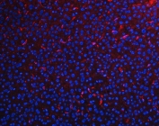 Immunofluorescent staining of FFPE mouse liver tissue with Adgre1 antibody (red) and DAPI nuclear stain (blue). HIER: steam section in pH8 EDTA buffer for 20 min.