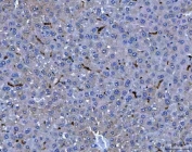 IHC staining of FFPE mouse liver tissue with Adgre1 antibody. HIER: boil tissue sections in pH8 EDTA for 20 min and allow to cool before testing.