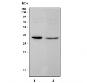 Western blot testing of 1) rat kidney and 2) mouse kidney tissue lysate with PTER antibody. Predicted molecular weight ~39 kDa.
