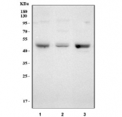 Western blot testing of 1) rat brain, 2) rat PC-12 and 3) mouse brain tissue lysate with EMP antibody. Predicted molecular weight: 36-45 kDa (multiple isoforms).
