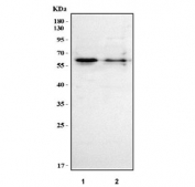 Western blot testing of human 1) 293T and 2) HepG2 cell lysate with MED26 antibody. Predicted molecular weight ~65 kDa.
