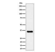 Western blot testing of human A431 cell lysate with CCNH antibody. Predicted molecular weight ~38 kDa.