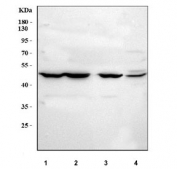 Western blot testing of 1) human HEL, 2) human HeLa, 3) human K562 and 4) mouse brain tissue lysate with MFAP1 antibody. Predicted molecular weight ~52 kDa.