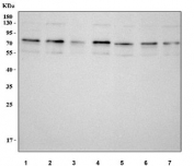 Western blot testing of human 1) HeLa, 2) A375, 3) Caco-2, 4) HEL, 5) 293T, 6) HepG2 and 7) SH-SY5Y cell lysate with NUFIP1 antibody. Predicted molecular weight ~56 kDa, commonly observed at 70-75 kDa.