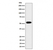 Western blot testing of human HEK293 cell lysate with G-rich sequence factor 1 antibody. Predicted molecular weight ~53 kDa.