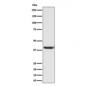 Western blot testing of human HepG2 cell lysate with ENDOGL1 antibody. Predicted molecular weight ~41 kDa.