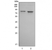 Western blot testing of human 1) HeLa and 2) SiHa cell lysate with RUFY1 antibody. Predicted molecular weight ~80 kDa.