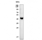 Western blot testing of human MCF7 cell lysate with TSSK4 antibody. Predicted molecular weight ~37 kDa.