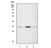 Western blot testing of 1) rat liver, 2) mouse kidney and 3) mouse NIH 3T3 cell lysate with MLEC antibody. Predicted molecular weight ~32 kDa.