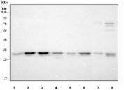 Western blot testing of human 1) 293T, 2) human T-47D, 3) human HepG2, 4) human A431, 5) human COLO-320, 6) human MCF7, 7) mouse liver and 8) mouse kidney tissue lysate with NUBPL antibody. Predicted molecular weight ~34 kDa.