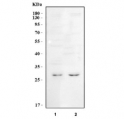 Western blot testing of human 1) 293T and 2) HeLa cell lysate with MIS18A antibody. Predicted molecular weight ~26 kDa.