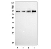 Western blot testing of human 1) Jurkat, 2) HEL, 3) 293T and 4) ThP-1 cell lysate with L3MBTL3 antibody. Predicted molecular weight ~88 kDa and ~86 kDa (two isoforms).