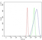 Flow cytometry testing of fixed and permeabilized human U-2 OS cells with MTCL1 antibody at 1ug/million cells (blocked with goat sera); Red=cells alone, Green=isotype control, Blue= MTCL1 antibody.