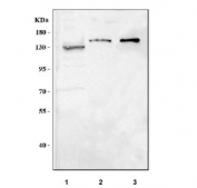 Western blot testing of 1) human Jurkat, 2) rat brain and 3) mouse brain tissue lysate with MPHOSPH9 antibody. Predicted molecular weight ~130 kDa.