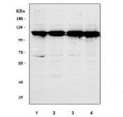 Western blot testing of human 1) HeLa, 2) HepG2, 3) K562 and 4) HEL cell lysate with MPHOSPH10 antibody. Predicted molecular weight ~79 kDa.