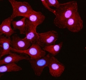 Immunofluorescent staining of FFPE human A549 cells with RSPH3 antibody (red) and DAPI nuclear stain (blue). HIER: steam section in pH6 citrate buffer for 20 min.