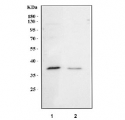 Western blot testing of human 1) K562 and 2) HepG2 cell lysate with NUP37 antibody. Predicted molecular weight ~37 kDa.