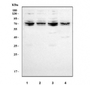 Western blot testing of human 1) COLO-320, 2) Caco-2, 3) 293T and 4) HeLa cell lysate with Myoneurin antibody. Predicted molecular weight: 57-69 kDa (multiple isoforms).