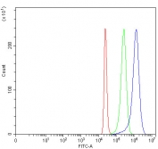 Flow cytometry testing of fixed and permeabilized human 293T cells with Myoneurin antibody at 1ug/million cells (blocked with goat sera); Red=cells alone, Green=isotype control, Blue= Myoneurin antibody.