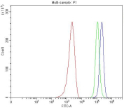 Flow cytometry testing of fixed and permeabilized human MCF7 cells with PUS7 antibody at 1ug/million cells (blocked with goat sera); Red=cells alone, Green=isotype control, Blue= PUS7 antibody.