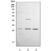 Western blot testing of human 1) HEL, 2) PC-3 and 3) 293T cell lysate with MARCH2 antibody. Predicted molecular weight ~27 kDa.