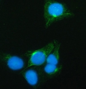 Immunofluorescent staining of FFPE human U-2 OS cells with PRRT1 antibody (green) and DAPI nuclear stain (blue). HIER: steam section in pH6 citrate buffer for 20 min.