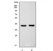 Western blot testing of 1) rat brain and 2) mouse brain tissue lysate with PRRT1 antibody. Predicted molecular weight ~31 kDa, commonly observed at 35-40 kDa.