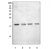Western blot testing of 1) human SH-SY5Y, 2) human HEL, 3) rat C6 and 4) mouse EL-4 cell lysate with NAP1L5 antibody. Predicted molecular weight ~20 kDa.