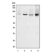 Western blot testing of human 1) 293T, 2) HeLa, 3) PC-3 and 4) Caco-2 cell lysate with PUS7L antibody. Predicted molecular weight ~81 kDa.