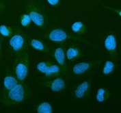 Immunofluorescent staining of FFPE human U-2 OS cells with MAP6D1 antibody (green) and DAPI nuclear stain (blue). HIER: steam section in pH6 citrate buffer for 20 min.