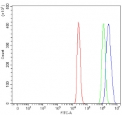 Flow cytometry testing of fixed and permeabilized human 293T cells with NOC4L antibody at 1ug/million cells (blocked with goat sera); Red=cells alone, Green=isotype control, Blue= NOC4L antibody.