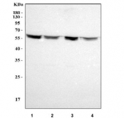 Western blot testing of human 1) HeLa, 2) Jurkat, 3) 293T and 4) A549 cell lysate with NOC4L antibody. Predicted molecular weight ~58 kDa.
