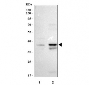Western blot testing of 1) human placenta and 2) monkey COS7 cell lysate with NSUN3 antibody. Predicted molecular weight ~38 kDa.