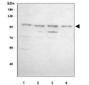 Western blot testing of human 1) Jurkat, 2) A549, 3) HepG2 and 4) U-2 OS cell lysate with MAGED4 antibody. Predicted molecular weight ~81 kDa, commonly observed at 90-100 kDa.