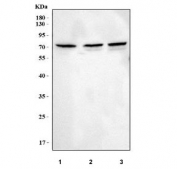 Western blot testing of 1) human HeLa, 2) rat C6 and 3) mouse NIH 3T3 cell lysate with MSLNL antibody. Predicted molecular weight ~75 kDa.