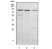Western blot testing of human 1) A549, 2) U-251 and 3) ThP-1 cell lysate with FAM55C antibody. Predicted molecular weight ~64 kDa but may be observed at higher molecular weights due to glycosylation.