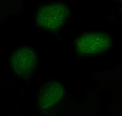 Immunofluorescent staining of FFPE human U-2 OS cells with FAM55C antibody (green). HIER: steam section in pH6 citrate buffer for 20 min.