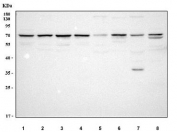 Western blot testing of 1) human U-251, 2) human A431, 3) human RT4, 4) human A549, 5) rat brain, 6) rat kidney, 7) mouse brain and 8) mouse kidney tissue lysate with Mitoguardin 1 antibody. Predicted molecular weight ~71 kDa.