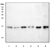 Western blot testing of 1) human A431, 2) human ThP-1, 3) human MCF7, 4) human SiHa, 5) rat C6 and 6) mouse RAW264.7 cell lysate with LEKR1 antibody. Predicted molecular weight ~81/30/14/13/12 kDa (multiple isoforms).
