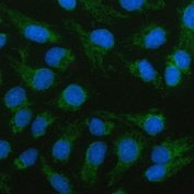 Immunofluorescent staining of FFPE human U-2 OS cells with LCMT2 antibody (green) and DAPI nuclear stain (blue). HIER: steam section in pH6 citrate buffer for 20 min.