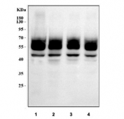 Western blot testing of human 1) HepG2, 2) Jurkat, 3) HeLa and 4) U-2 OS cell lysate with LUC7L3 antibody. Predicted molecular weight ~51 kDa.