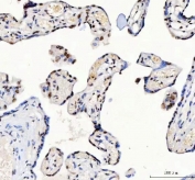 IHC staining of FFPE human placental tissue with LUC7L3 antibody. HIER: boil tissue sections in pH8 EDTA for 20 min and allow to cool before testing.