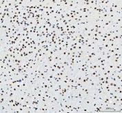 IHC staining of FFPE mouse brain tissue with LUC7L3 antibody. HIER: boil tissue sections in pH8 EDTA for 20 min and allow to cool before testing.