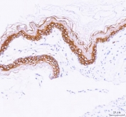 IHC staining of FFPE rat stomach tissue with LYPD3 antibody. HIER: boil tissue sections in pH8 EDTA for 20 min and allow to cool before testing.