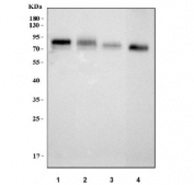 Western blot testing of 1) human RT4, 2) human A431, 3) rat stomach and 4) mouse stomach tissue lysate with LYPD3 antibody. Predicted molecular weight ~36 kDa but may be observed at higher molecular weights due to glycosylation.