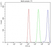 Flow cytometry testing of fixed and permeabilized human HEL cells with LYPLA2 antibody at 1ug/million cells (blocked with goat sera); Red=cells alone, Green=isotype control, Blue= LYPLA2 antibody.