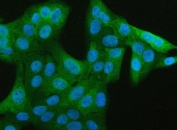 Immunofluorescent staining of FFPE human U-2 OS cells with JCHAIN antibody (green) and DAPI nuclear stain (blue). HIER: steam section in pH6 citrate buffer for 20 min.