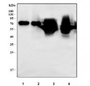 Western blot testing of 1) human HCCT, 2) human HCCP, 3) rat plasma and 4) mouse plasma lysate with Alpha 1B-Glycoprotein antibody. Predicted molecular weight ~54 kDa but may be observed at higher molecular weights due to glycosylation.