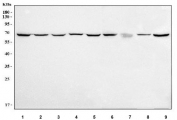 Western blot testing of 1) human 293T, 2) human Jurkat, 3) human A549, 4) human HeLa, 5) human HepG2, 6) human PC-3, 7) rat thymus, 8) rat C6 and 9) mouse thymus tissue lysate with Leukotriene A-4 hydrolase antibody. Predicted molecular weight ~69 kDa.