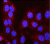 Immunofluorescent staining of FFPE human U-2 OS cells with Leucine aminopeptidase 3 antibody (red) and DAPI nuclear stain (blue). HIER: steam section in pH6 citrate buffer for 20 min.
